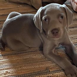 Weimaraners from Ash Hill Kennel