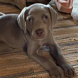 Weimaraners from Ash Hill Kennel