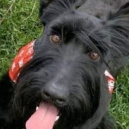 Scottish Terriers from TnT Scotties