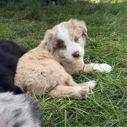 Jack - Red merle male Miniature Australian Shepherd puppy in Marion, Michigan from Highland Hills Mini Aussies
