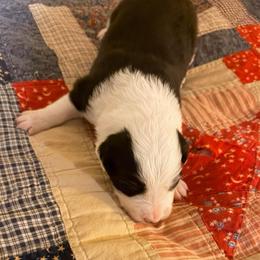 May - Black and white female Border Collie puppy in Lebanon, Oregon from Cahill’s Canines