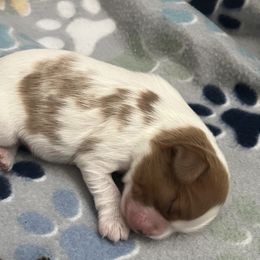 Girl 1 - Blenheim female Cavalier King Charles Spaniel puppy in Woodruff, Wisconsin from Cutesy Cavaliers