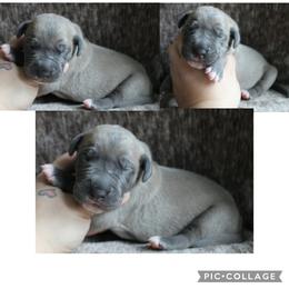 Gus - Blue male Great Dane puppy in Spokane, Washington from Phoenix Family Danes