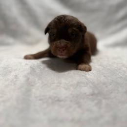 Durango - Red tri male Miniature Australian Shepherd puppy in New London, Minnesota from Broken T Australian Shepherds