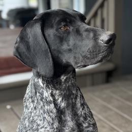Nellie - German Shorthaired Pointer