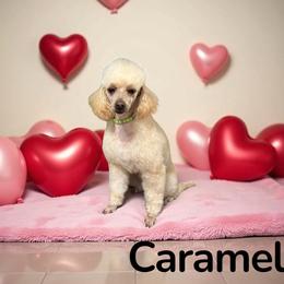Caramel - Poodle