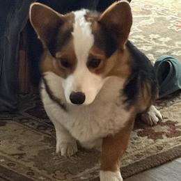 Wee - American Corgi