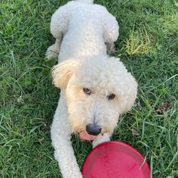 Knox - Goldendoodle