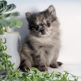 Blue - Blue merle male Pomeranian puppy in Los Angeles, Santa Clarita, California from LT_Poms