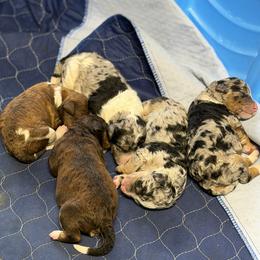 Bernedoodle and Goldendoodle Puppies from Harper’s Heartbeats