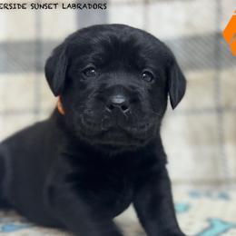 Orange collar - Black male Labrador Retriever puppy in Beaverdam, Virginia from Riverside Sunset Labrador Retrievers