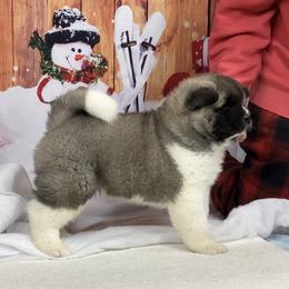 Sienna - Silver, black overlay female Akita puppy in Newberry, Michigan from Day Dream Akita & Shiba Inu