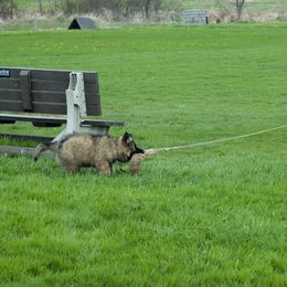 German Shepherd Puppies from Von Lindesfarne