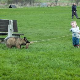 German Shepherd Puppies from Von Lindesfarne