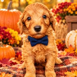 Dark Blue collar Boy - Red male Irish Doodle puppy in Madison, Wisconsin from Morningside Doodles