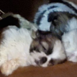 Shih Tzus from Christye Bolen
