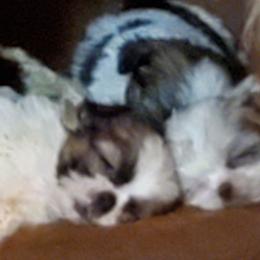 Shih Tzus from Christye Bolen