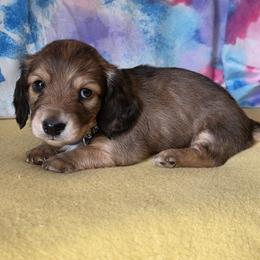Forest - Red male Dachshund puppy in Klamath Falls, Oregon from Luvindoxys4u