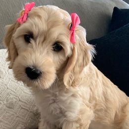 Goldendoodle Puppies from Melodies Daytona Doodles