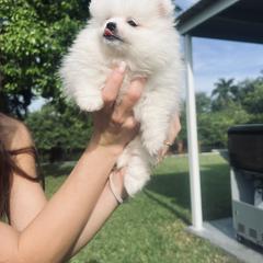 Pomeranian Puppies from Daniela Holas