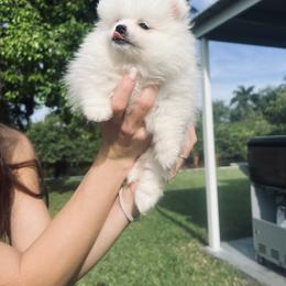 Pomeranian Puppies from Daniela Holas