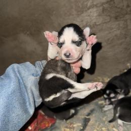 Boy 2 - Black and white male Siberian Husky puppy in Iron River, Wisconsin from Wiemeri Siberians