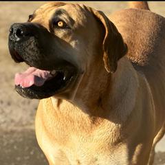 Zelda - Boerboel