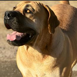 Zelda - Boerboel