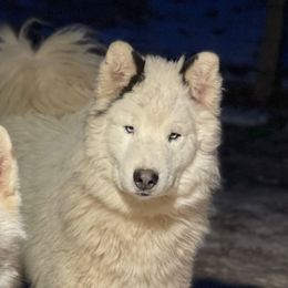 Gatsby - Siberian Husky