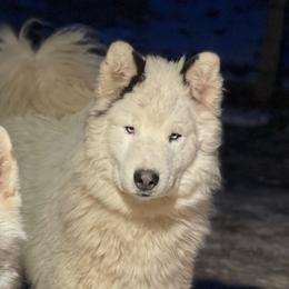 Gatsby - Siberian Husky