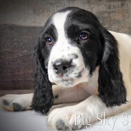 Girl 3 - Black and white female English Springer Spaniel puppy in Great Falls, Montana from Big Sky Springers
