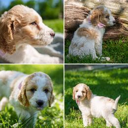 Goldendoodle Puppies from Brazos Valley Goldendoodles