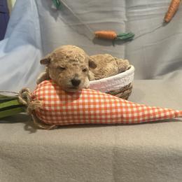Purple - Cream female Poodle puppy in Hickory Grove, South Carolina from Oopsie Doodles
