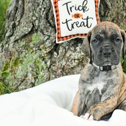 Great Dane Puppies from Andrea Aldrich's Great Danes