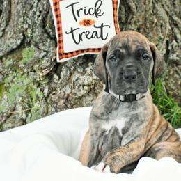 Great Dane Puppies from Andrea Aldrich's Great Danes