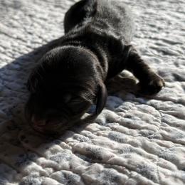 Dachshund Puppies from Little Doxie Farm
