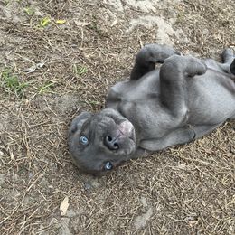 Cane Corso and Lowchen Puppies from High Royal Kennel