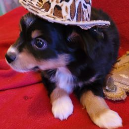 Miniature Australian Shepherd and Toy Australian Shepherd Puppies from Heritage Homestead
