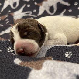Boy 4 - Wirehaired Pointing Griffon puppy in Ohio from Feather View Farm