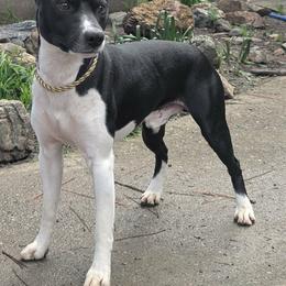 Louie - Black and white male Rat Terrier puppy in Ukiah, California from Poem's Haven Rat Terriers..AKA Mysthaven Rat Terriers