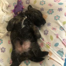 Scottish Terrier Puppies from Mary’s Scotty’s of Yorba