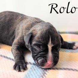 Rolo - Brindle male Boxer puppy in Mountain Home, Idaho from LJK Boxers & Toy Aussies