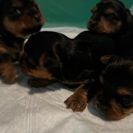Yorkshire Terrier Puppies from The Yorkie House