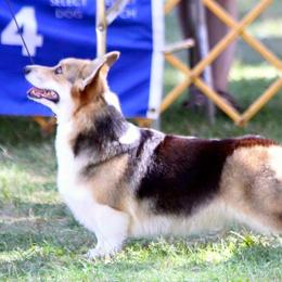 Great Danes and Pembroke Welsh Corgis from California Dreaming Great Danes & Corgis