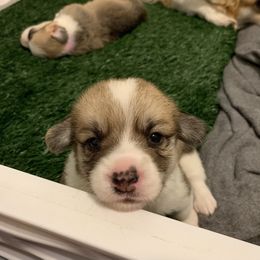 Pembroke Welsh Corgi Puppies from Pathfinder