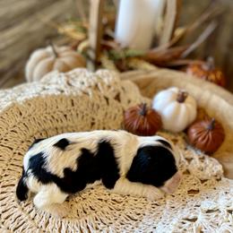 Tinsel - Black and white male Cocker Spaniel puppy in Buffalo, Missouri from Thrasher Family Puppies