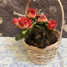 ZOEY- CKC REGISTERED FULL RIGHTS - Black female Dachshund puppy in Elizabethtown, Kentucky from Teeny Tiny Puppy Tails