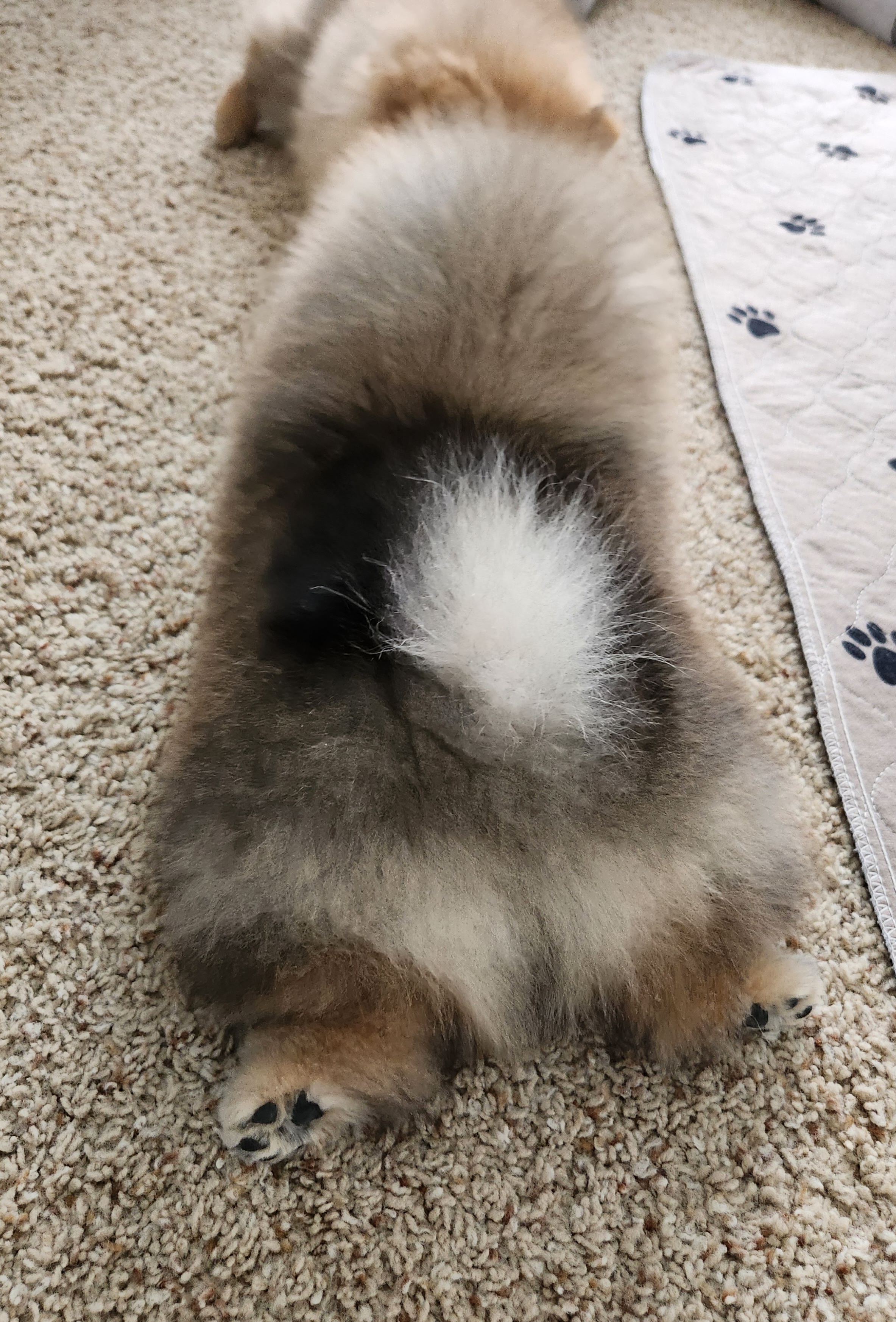 Pomeranian Puppies from Diamond-Pom