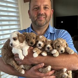 Goldendoodle Puppies from Maryland Designer Doodles