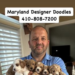 Goldendoodle Puppies from Maryland Designer Doodles